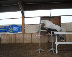 jumper Pepper Boy 4 (KWPN (Royal Dutch Sporthorse), 2002, from Placido)