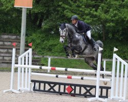 jumper Campari 356 (KWPN (Royal Dutch Sporthorse), 2016, from Grodino)