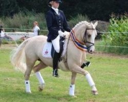 broodmare Cyrana du Bois (Nederlands Rijpaarden en Pony, 2002, from Danny Gold)