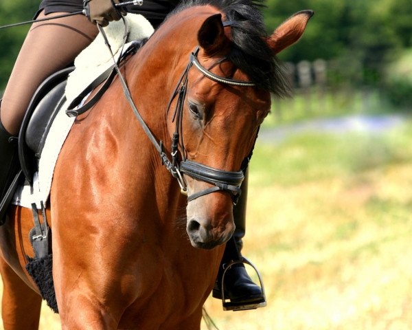 dressage horse Lord Fauntleroy 7 (Hanoverian, 1998, from Lincolm L)