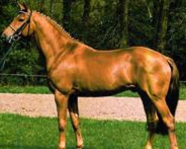 stallion Le Beau (Hanoverian, 1990, from Lemon Tree)