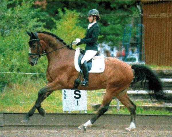 dressage horse Roi du Monde (Hanoverian, 2007, from Rousseau)