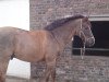 horse Lucky Don (KWPN (Royal Dutch Sporthorse), 1993, from Glendale)