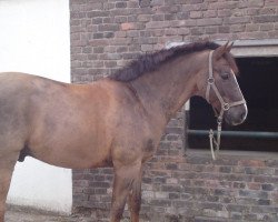 horse Lucky Don (KWPN (Royal Dutch Sporthorse), 1993, from Glendale)