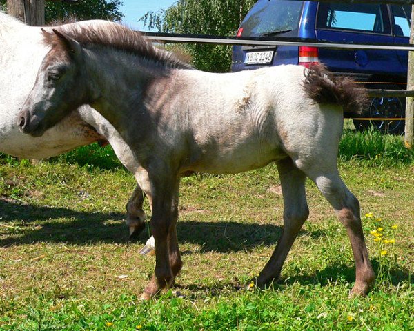 Zuchtstute Bella Donna (Dt.Part-bred Shetland Pony, 2010, von Vaderhoeve's Gideon)