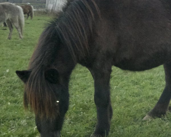 broodmare Amy (Dt.Part-bred Shetland pony, 2010, from Vaderhoeve's Gideon)