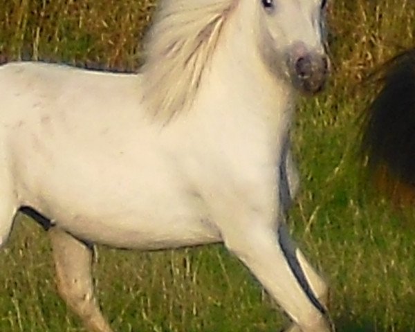 Zuchtstute Mali van Dyck (Dt.Part-bred Shetland Pony, 2009, von Merlot van Dyck)