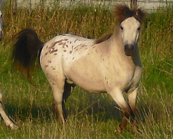 Zuchtstute Manjana van Dyck (Dt.Part-bred Shetland Pony, 2008, von Merlot van Dyck)