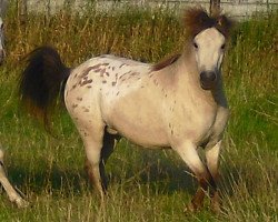 broodmare Manjana van Dyck (Dt.Part-bred Shetland pony, 2008, from Merlot van Dyck)