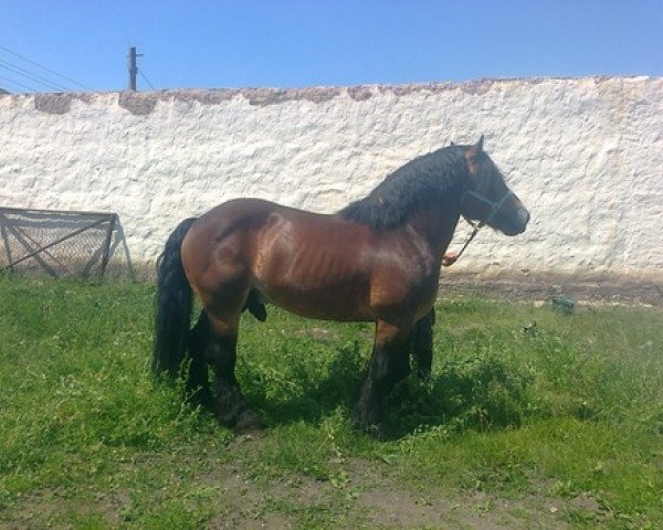 stallion Gustav v.Lupitz (Altmärkisches Draughthorse, 2001, from Gourmet)