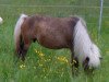 Zuchtstute Janet (Shetland Pony, 1993, von Ronny)