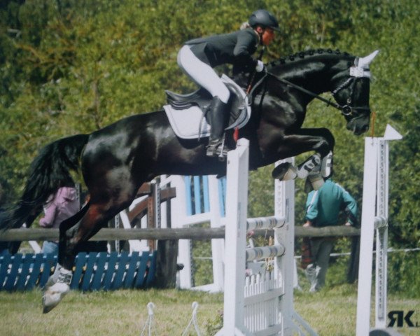 jumper Ey Scotty (Hanoverian, 2005, from Escudo I)