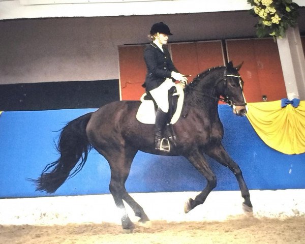 dressage horse Summer's Bee (Oldenburg, 2004, from Stedinger)