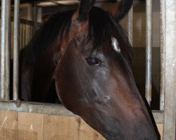 dressage horse Laudina (Westphalian, 2004, from Laudabilis)