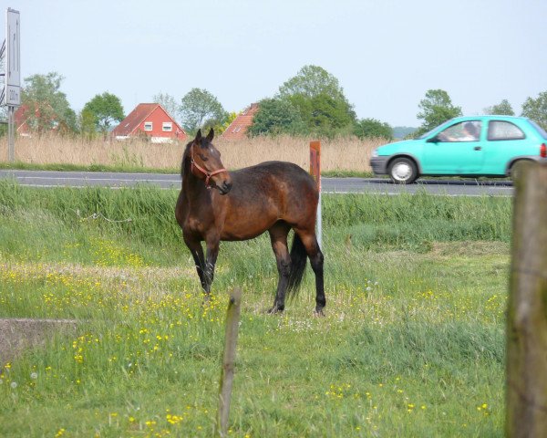 broodmare Ritterprinzess (Oldenburg, 1995, from Leggiero)