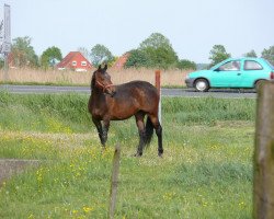 broodmare Ritterprinzess (Oldenburg, 1995, from Leggiero)