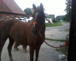 jumper Dream Dancer 46 (German Riding Pony, 1997, from Domingo)