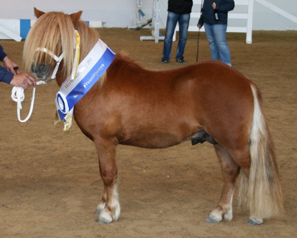 Deckhengst Daan van de Bekkenkamp (Shetland Pony, 2010, von Sander van de Provincialeweg)