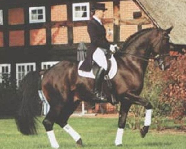 stallion Romancero H (Hanoverian, 1998, from Rohdiamant)