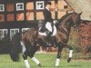 stallion Romancero H (Hanoverian, 1998, from Rohdiamant)