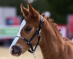 dressage horse Glückskeks LH (German Riding Pony, 2022, from Gipfelstürmer)