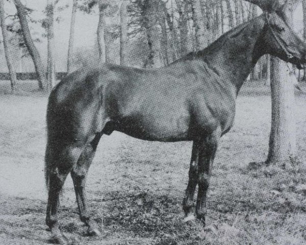 stallion Florestan II AA (Anglo-Arabs, 1966, from Jacinto AA)