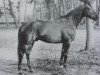 stallion Florestan II AA (Anglo-Arabs, 1966, from Jacinto AA)