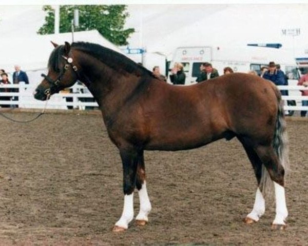 Deckhengst Eyarth Rio (Welsh Pony (Sek.B), 1987, von Hafod-yr-Esgob Buzby)