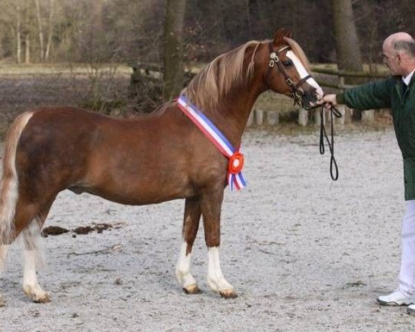 stallion Breeton Dai (Welsh-Pony (Section B), 1994, from Eyarth Rio)