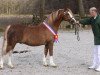 stallion Breeton Dai (Welsh-Pony (Section B), 1994, from Eyarth Rio)