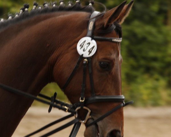 horse Carnegy (Hanoverian, 2006, from Consulting)