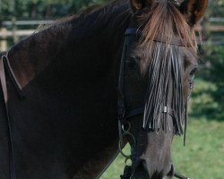 broodmare Wiegenlied (Noble Warmblood, 1990, from Wingolf 2792)