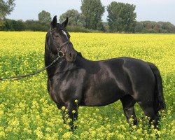 dressage horse Romina (Hanoverian, 2001, from Rotspon)