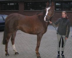 dressage horse Rasputin 432 (German Riding Pony, 1998, from Robin)