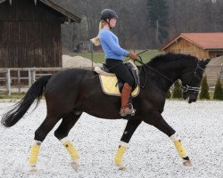 dressage horse Darth Vader (Bavarian, 2001, from Donnerschlag)