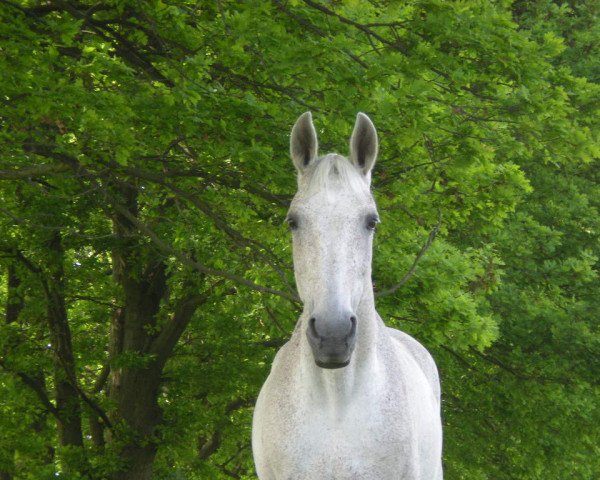 horse Galaxis (Hanoverian, 1994, from Gluecksgriff)