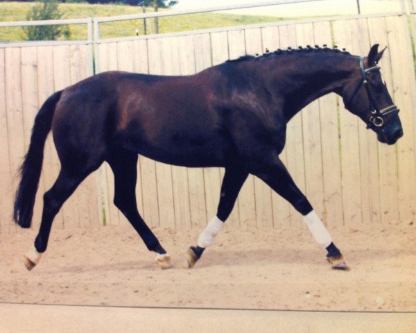 horse Wizzard (KWPN (Royal Dutch Sporthorse), 2003, from Welt Hit II)