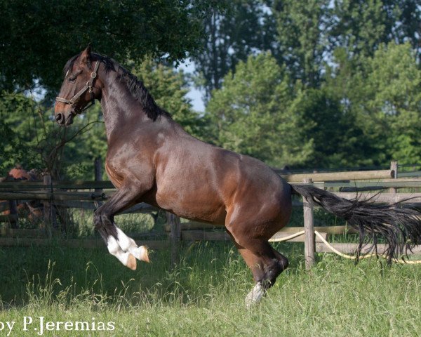 dressage horse Roxanne 139 (Hanoverian, 2002, from Rotspon)