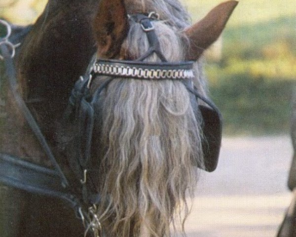 stallion Dirk (Black Forest Horse, 1978, from Diktator)