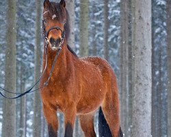 horse Schaapdijk's Dominique (Welsh-Pony (Section B), 2010, from Bekveld's Dave)