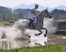 broodmare Foxi (Hanoverian, 1994, from Foxhunter)