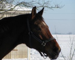 dressage horse Ricci (German Sport Horse, 2003, from Riccione)