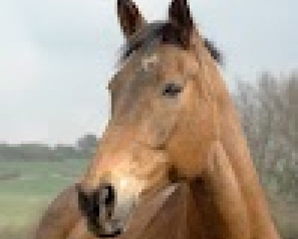 horse Velvet-L (Hessian Warmblood, 1992, from Vif-Argent xx)