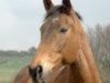 horse Velvet-L (Hessian Warmblood, 1992, from Vif-Argent xx)