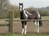 dressage horse Chicago Moon (unknown, 2008)