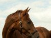 dressage horse Fabalou 9 (Rhinelander, 2005, from Fürst Piccolo)