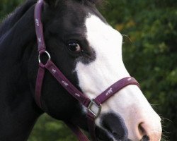 broodmare Bijou (German Riding Pony, 1997, from Bavarottie)