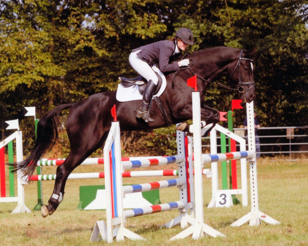 Springpferd Casall's Junior (Holsteiner, 2003, von Casall Ask)