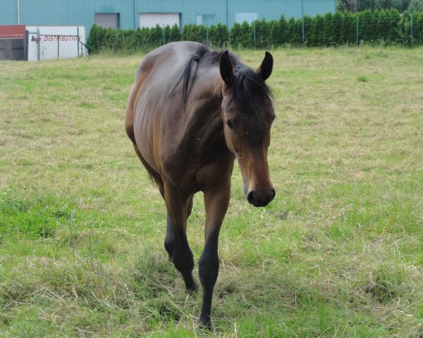 Pferd Lennox II (Luxemburgisches Reitpferd, 2011, von Lancer II)
