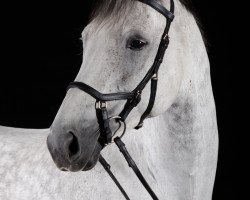 horse Farina (Hanoverian, 2004, from Falkenstern II)